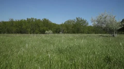 Field and Trees Stock Footage 10593982