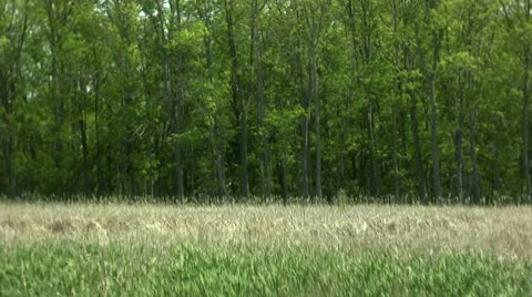 Field and Trees Stock Footage 10594744