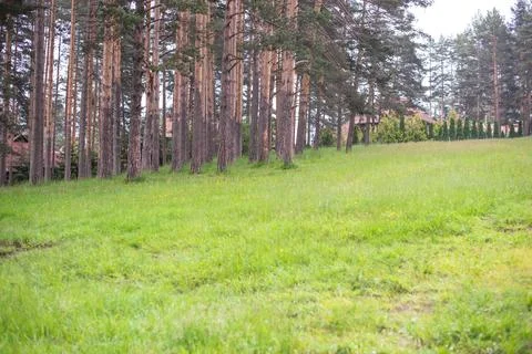 Field and trees in spring Stock Photos