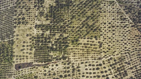 Field and Trees Top View 2 Vídeo Stock 122371606