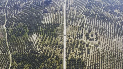 Field and Trees Top View 3 Video stock 122371771