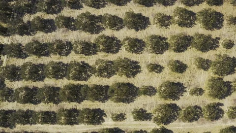 Field and Trees Top View Vídeo Stock 122372202