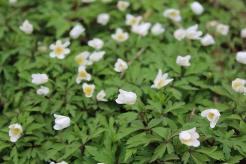 Field of anemones Foto stock