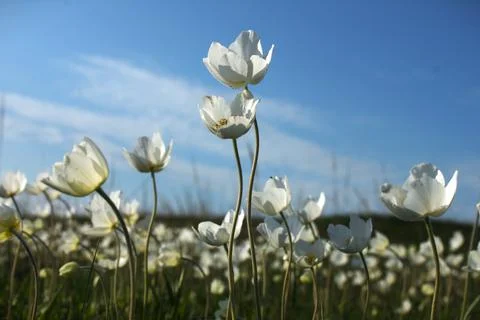 Field of anemones Stock Photos