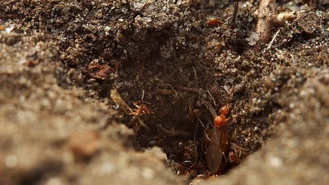Field Ants and an Ant Queen Move in and out of Ant Hive Colony Mound Hole 스톡 동영상 106596271