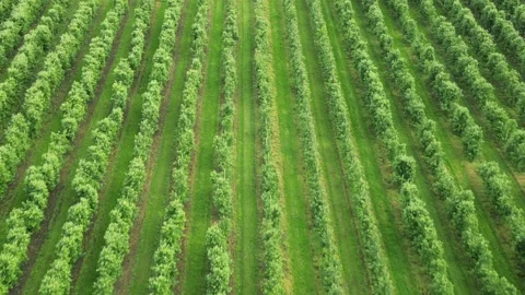 Field of apple trees in rows 1 Stock Footage 277915356