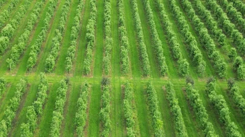 Field of apple trees in rows 2 Stock Footage 277915360