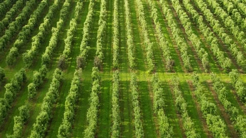 Field of apple trees in rows. Sunny 1 Stock Footage 277915355