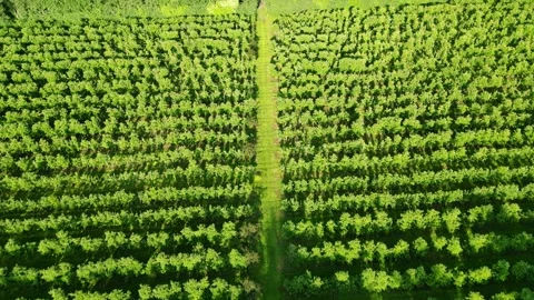 Field of apple trees in rows. Sunny 2 Stock Footage 277915357
