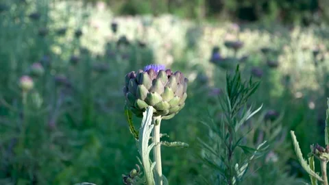 Field of artichokes Stock Footage 134811938