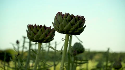 Field of artichokes Stock Footage 134811947