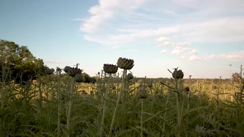 Field of artichokes Stock Footage 134811950