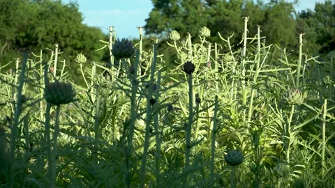 Field of artichokes Stock Footage 134811954
