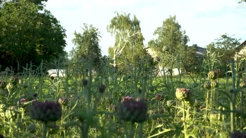Field of artichokes Stock Footage 134811964