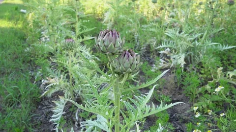 Field of artichokes Stock Footage 134816972