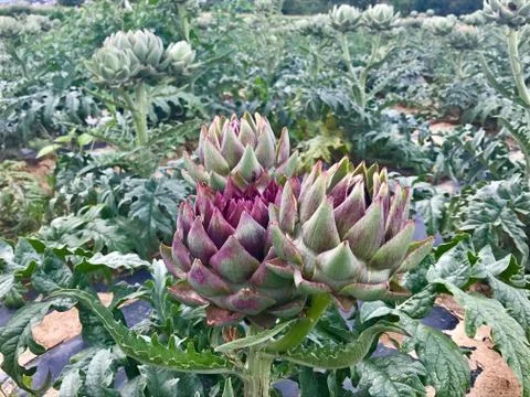 Field of Artichokes Stock Photos