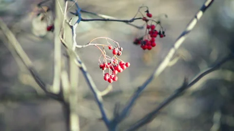 Field-ash tree with bright red berries Stock Footage 32691401