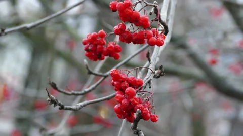 Field-ash tree with bright red berries Video stock 45031171