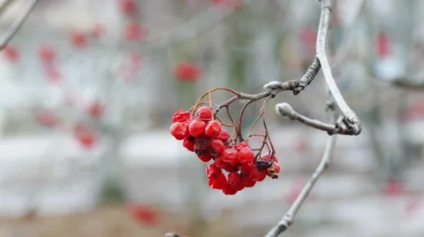 Field-ash tree with bright red berries Video stock 55074281