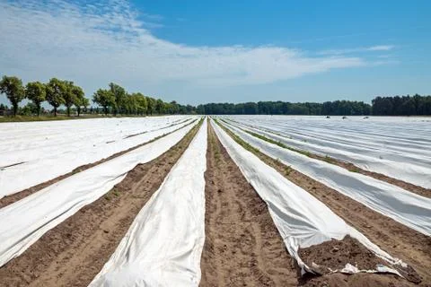 Field of asparagus Stock Photos