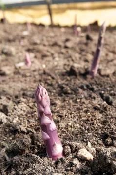 A field of asparagus Stock Photos