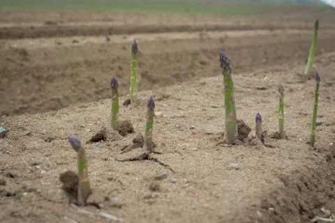 Field of asparagus Stock Photos