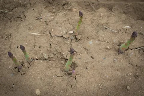 Field of asparagus Stock Photos
