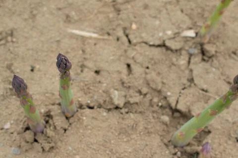 Field of asparagus Stock Photos