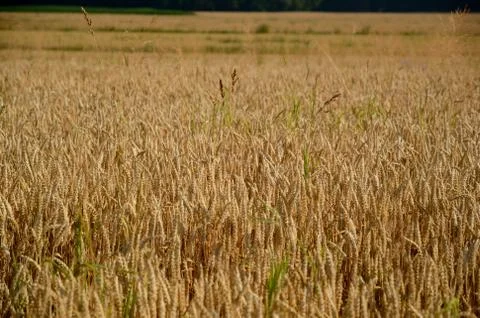 Field in August Stock Photos