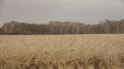 Field in autumn 2 Stock Footage 31957852