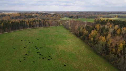 Field autumn nature Stock Footage 169341502