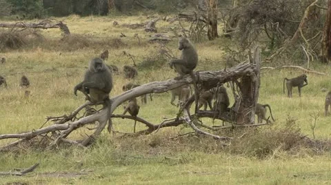 FIELD OF BABOONS Video stock 21231562