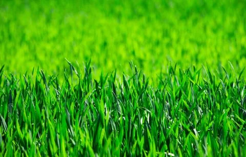 Field on a background of the blue sky Stock-Fotos