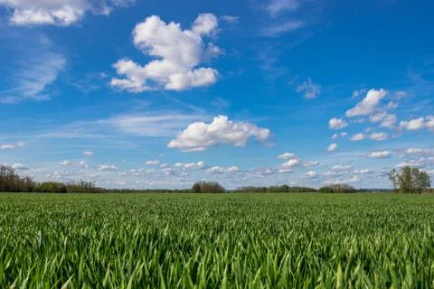 Field on a background of the blue sky Stock Photos