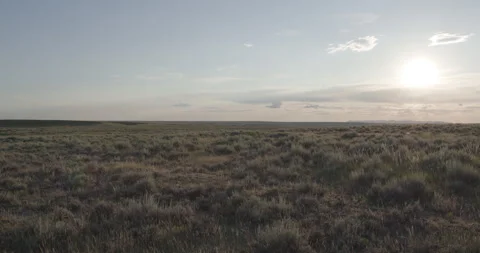 Field of backlit grass and sagebrush waving in the wind Vídeos de archivo 332445952