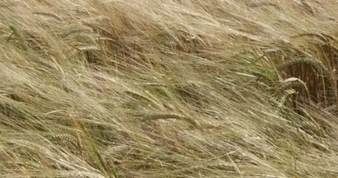 Field of barley with barley ears Stock Footage 145321734