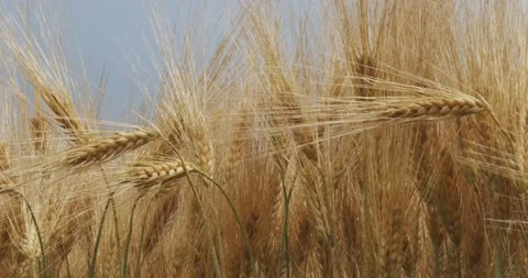 Field of barley with barley ears Stock Footage 199088405