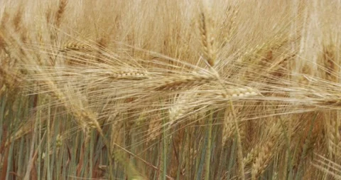 Field of barley with barley ears Stock Footage 199089433