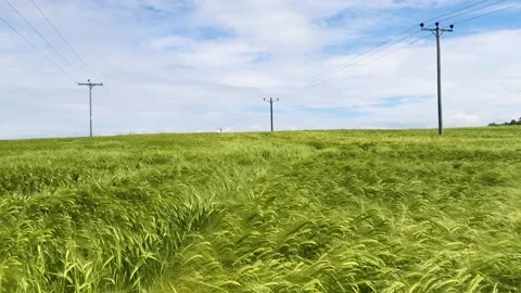 Field of Barley blowing in the wind Stock Footage 197377518