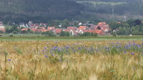 A field of barley with blue cornflowers Stock Footage 156209891