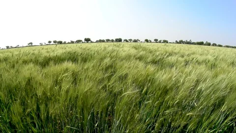 FIELD OF BARLEY ON CLEAN DAY Stock Footage 108690658