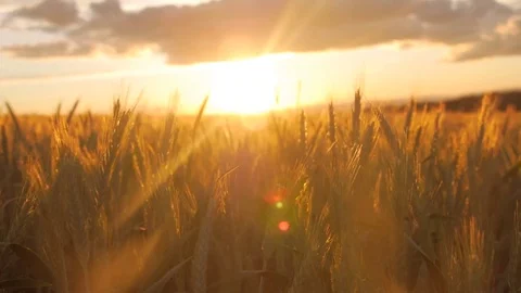 Field of barley during sunset Stock Footage 78195807