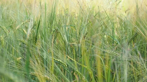 Field with barley. ears beginning to turn yellow sway in the wind. brewing beer Stock Footage 143274185