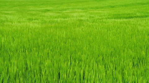 Field of Barley Stock Footage 456004