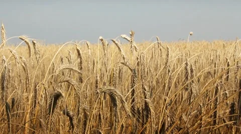 Field of barley Stock Footage 8575048