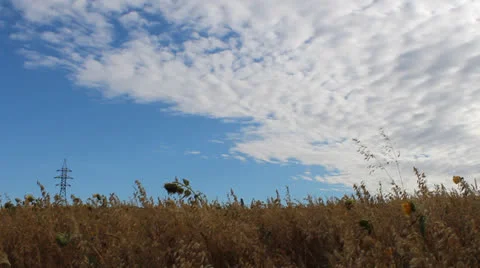 Field of barley Stock Footage 26795215