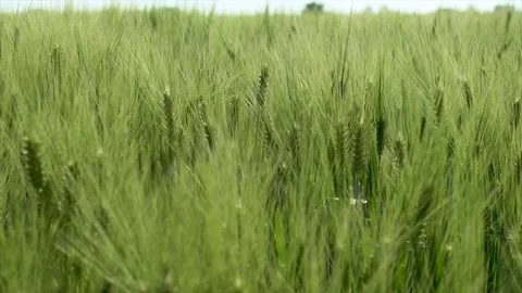 Field barley Stock Footage 108690930