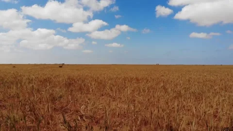 Field of barley Stock Footage