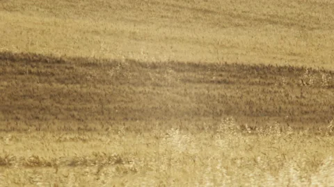 Field of barley moved by the wind during summer day Stock Footage 141812884