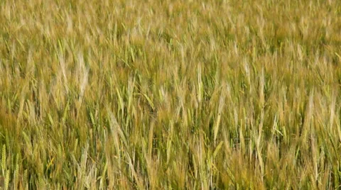 Field of Barley Moving in the Wind Video stock 31145306